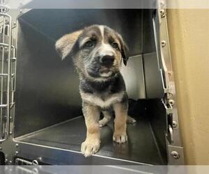 German Shepherd Dog-Unknown Mix Dogs for adoption in Pasadena, CA, USA