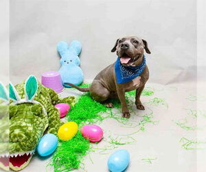 Mutt Dogs for adoption in Sanford, FL, USA