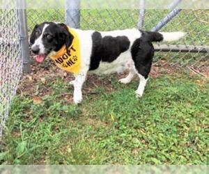 Bagle Hound Dogs for adoption in Murfreesboro, TN, USA