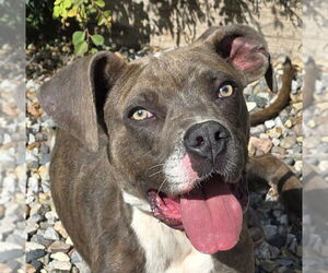 American Staffordshire Terrier Dogs for adoption in Albuquerque, NM, USA
