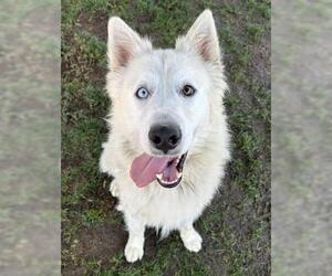 Siberian Husky-Unknown Mix Dogs for adoption in Bakersfield, CA, USA