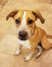 Lab-Pointer Dogs for adoption in Mattoon, IL, USA