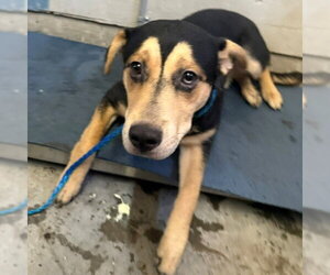Cairn Terrier-Siberian Husky Mix Dogs for adoption in Camarillo, CA, USA