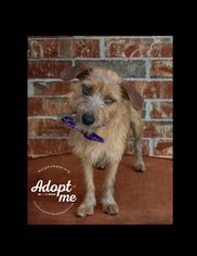 Cairn Terrier-Unknown Mix Dogs for adoption in Belton, MO, USA
