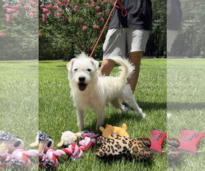 Mutt Dogs for adoption in Yardley, PA, USA