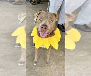 Mutt Dogs for adoption in Abbeville, LA, USA