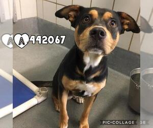 Rottweiler-Unknown Mix Dogs for adoption in San Antonio, TX, USA