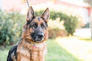 German Shepherd Dog Dogs for adoption in El Cajon, CA, USA
