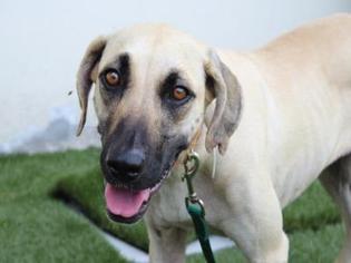 Black Mouth Cur Dogs for adoption in West Palm Beach, FL, USA
