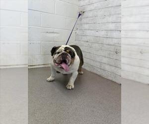 Bulldog Dogs for adoption in San Bernardino, CA, USA