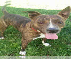 Medium Photo #1 Staffordshire Bull Terrier-Unknown Mix Puppy For Sale in Gainesville, FL, USA