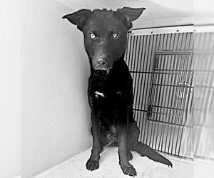 Siberian Husky-Unknown Mix Dogs for adoption in Houston, TX, USA