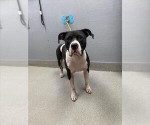 American Pit Bull Terrier-Unknown Mix Dogs for adoption in Las Vegas, NV, USA