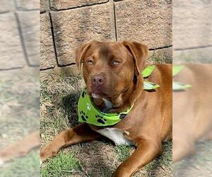 Labrador Retriever-Unknown Mix Dogs for adoption in Tulsa, OK, USA