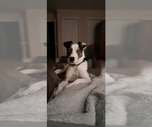 Catahoula Leopard Dog-Unknown Mix Dogs for adoption in pomfret, CT, USA