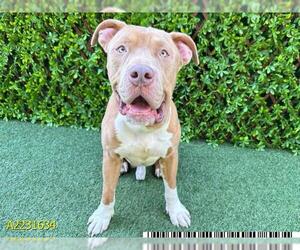 American Pit Bull Terrier Dogs for adoption in West Palm Beach, FL, USA