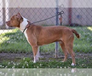 Staffordshire Bull Terrier Dogs for adoption in Lacombe, LA, USA