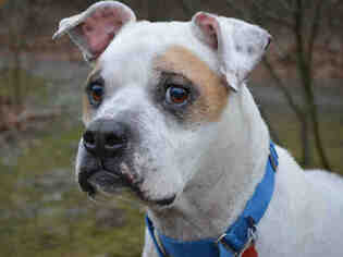 American Pit Bull Terrier-Bulldog Mix Dogs for adoption in Pittsburgh, PA, USA