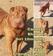 Chinese Shar-Pei Dogs for adoption in Seattle, WA, USA