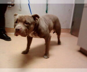 Mutt Dogs for adoption in Martinez, CA, USA