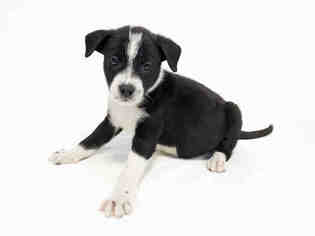 Medium Photo #1 Labrador Retriever-Unknown Mix Puppy For Sale in Hampton Bays, NY, USA
