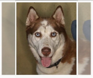 Siberian Husky Dogs for adoption in Fort Pierce, FL, USA