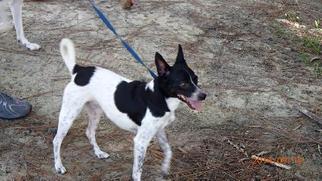 Chihuahua Dogs for adoption in Arlington, VA, USA