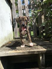 Medium Photo #1 Mutt Puppy For Sale in Brookeville, MD, USA