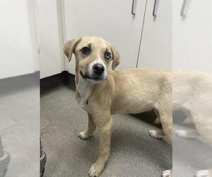 Labrador Retriever-Unknown Mix Dogs for adoption in HESPERIA, CA, USA