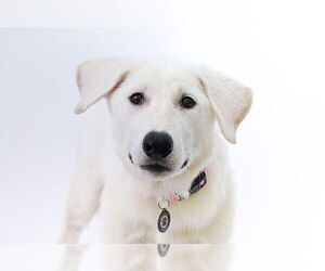 German Shepherd Dog-Great Pyrenees Mix Dogs for adoption in Princeton, MN, USA