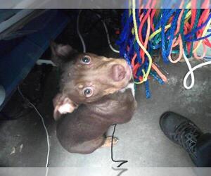 Doberman Pinscher-Unknown Mix Dogs for adoption in Tulsa, OK, USA