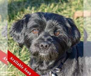 Shih Tzu-Unknown Mix Dogs for adoption in Huntley, IL, USA
