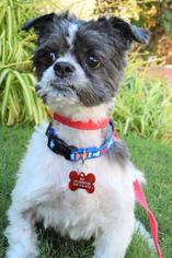 Maltese Dogs for adoption in Lake Forest, CA, USA