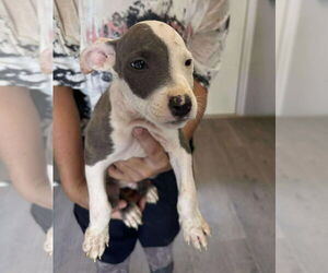 American Pit Bull Terrier-American Staffordshire Terrier Mix Dogs for adoption in Princeton, MN, USA