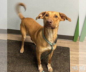 Labrador Retriever-Unknown Mix Dogs for adoption in Washington, DC, USA