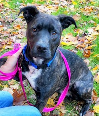 American Staffordshire Terrier-Unknown Mix Dogs for adoption in Negaunee, MI, USA