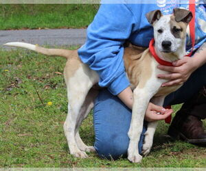 Catahoula Leopard Dog-Unknown Mix Dogs for adoption in Prattville, AL, USA