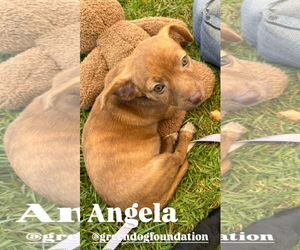 Chiweenie Dogs for adoption in Lake Elsinore, CA, USA