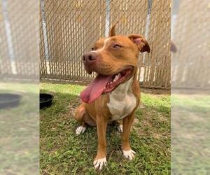 Staffordshire Bull Terrier-Unknown Mix Dogs for adoption in Gainesville, FL, USA