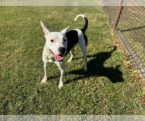 American Pit Bull Terrier-Unknown Mix Dogs for adoption in Grovetown, GA, USA