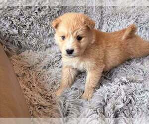 Border-Aussie Dogs for adoption in New York, NY, USA