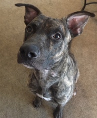 Mountain Cur-Unknown Mix Dogs for adoption in North Richland Hills, TX, USA