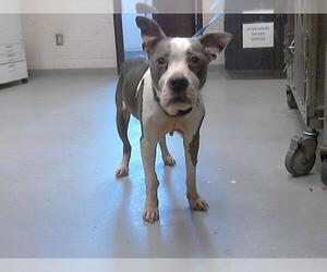 Medium Photo #1 American Pit Bull Terrier-Unknown Mix Puppy For Sale in Fayetteville, NC, USA