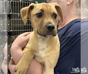 Mutt Dogs for adoption in Washington, DC, USA
