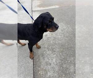 Rottweiler-Unknown Mix Dogs for adoption in Houston, TX, USA