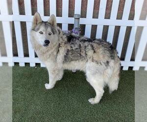 Siberian Husky-Unknown Mix Dogs for adoption in Modesto, CA, USA