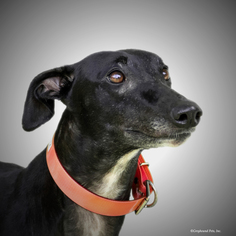 Medium Photo #1 Greyhound Puppy For Sale in Woodinville, WA, USA