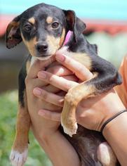 Doxie-Pin Dogs for adoption in Columbus, GA, USA