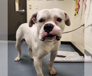 American Bulldog Dogs for adoption in Denver, CO, USA