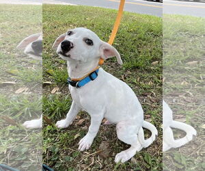 Parson Russell Terrier-Unknown Mix Dogs for adoption in Sanford, FL, USA